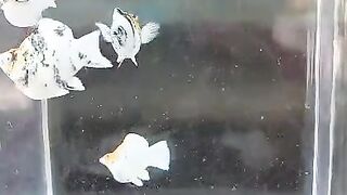 Molly fish 2