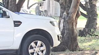 Monkeys having fun