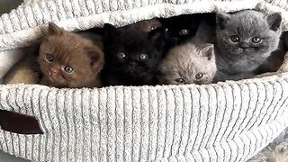 So Cute Kitten 9