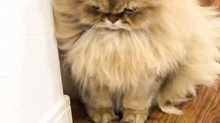 Cute Cat 59