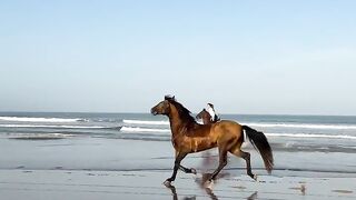 Shooting 2 horses  Cheval Essaouira 🐎