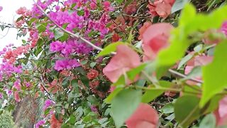 Beautiful flowers 50