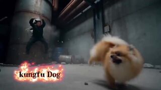Kungfu dog