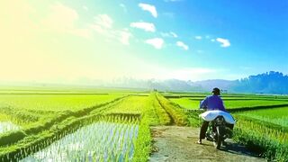 Morning Journey Through the Green Rice Fields