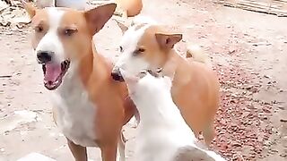 wonderful dog blog2026