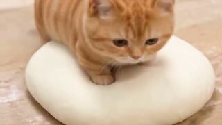 Cat bread