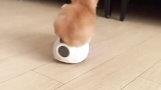 Playing with cat 4