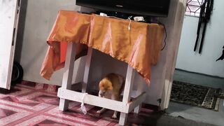 Funny cat 388
