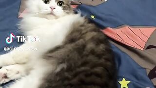 Angry cat 2 2