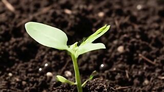 Papaya Growing Time-Lapse 🌱 | From Tiny Fruit to Ripe Papaya
