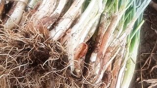 Vidio bawang daun