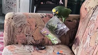 PARROT 3