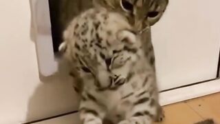 This cat brought home a leopard cub
