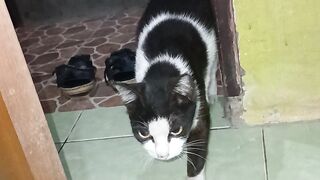 The cat asks for food