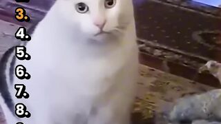 Ranking Top 10 Cat Memes 😂🐱 | Try Not to Laugh!