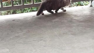 Mainecoon kitten