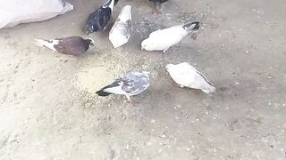 নতুন জোড়া এসেছে