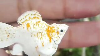 molly fish