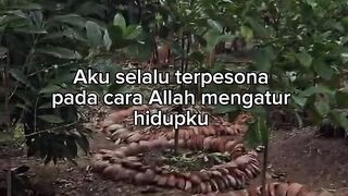 Kata-kata dan Kebun Kopi