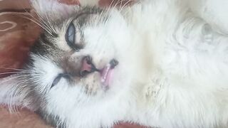 Cat nap