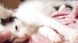 The last video of my kitten before it passed away. Losing a cat feels so heartbreaking, especially for us cat lovers