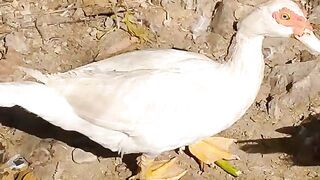 Best Duck