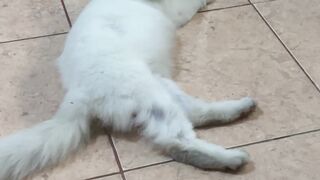 The white cat is waiting for its boiled fish