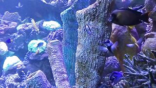 The beauty of an underwater aquarium