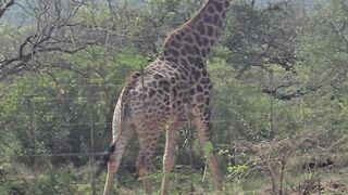 Girafge