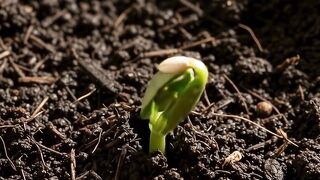 Blackberry Growing Time-Lapse 🫐 | From Tiny Berry to Dark, Juicy Fruit