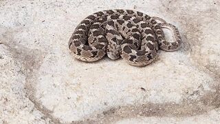 Harmless snake