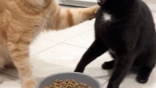 My cats 10