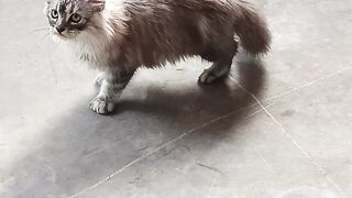 Kitten mainecoon