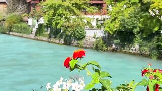 Swiss 8