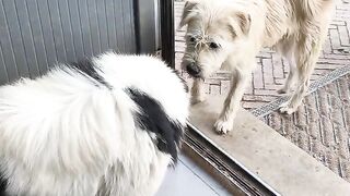 Friendly Dogs Greeting at the Doorway