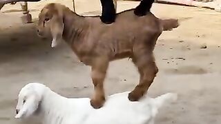Video 741