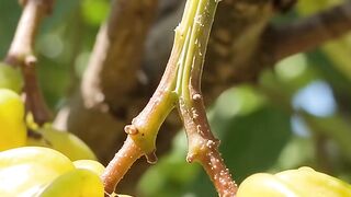 Star Fruit Life Cycle 🌱