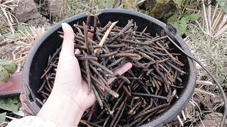 Harvesting or Collecting Dry Wood Stems / Wooden Sticks in a Basket