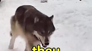 Black Wolf on Haunt
