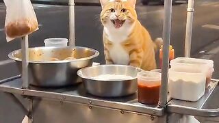 funny cat street food vendor