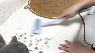 Invisible Wall Challenge for Cats! 4