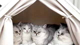 Cutest Cat Snoring Sounds! 💤 4