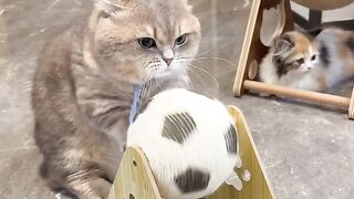 Cat Getting Jealous of a Plush Toy! 4