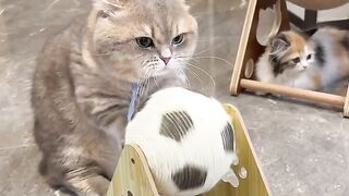 Cat Knocks Everything off the Desk! 4