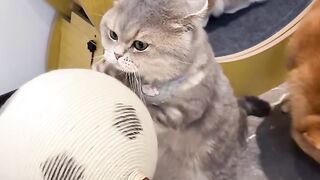 Cat Tries to Drink from the Shower! 🚿 4