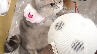 Cat Discovers the Roomba Vacuum! 4
