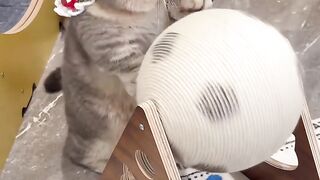 Cat Begging for Chicken Nuggets! 4