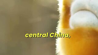 Golden Snub nosed monkey fight over Winter Survival