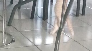 Cute Orange Kitten Playing and Climbing Chair Legs