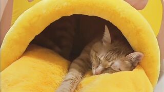 The Most Beautiful Fluffy Cat Ever! 15